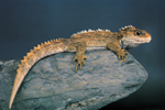 Tuatara. Copyright: Tourism New Zealand (www.newzealand.com)