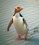 Copyright: Penguin Place. Yellow-Eyed Penguin, Dunedin