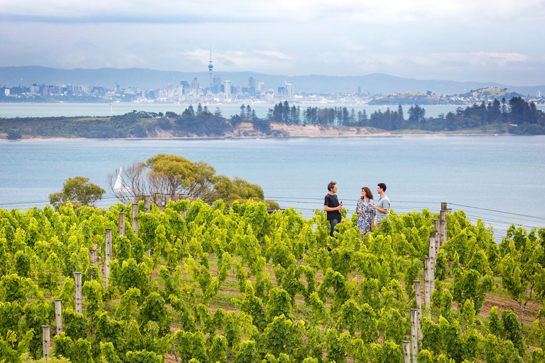 View through the vineyards on Waiheke Island with Auckland City in the distance. Copyright: Miles Holden