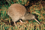 Kiwi. Copyright: Tourism New Zealand (www.newzealand.com) Kiwi. Copyright: Tourism New Zealand (www.newzealand.com)