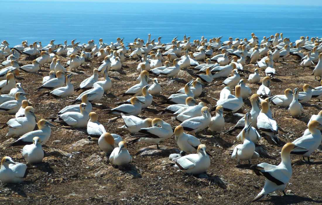 Gannets at Cape Kidnappers, Hastings NZ