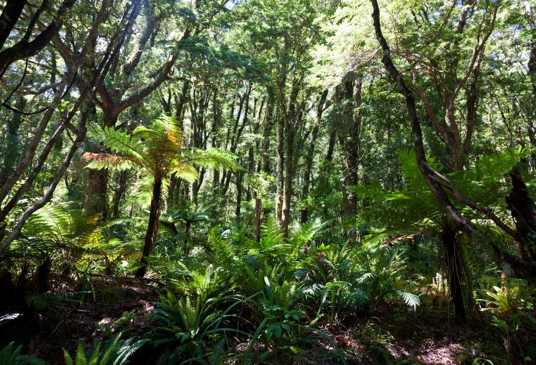 Where to stay and what to do when on holiday in New Zealand?