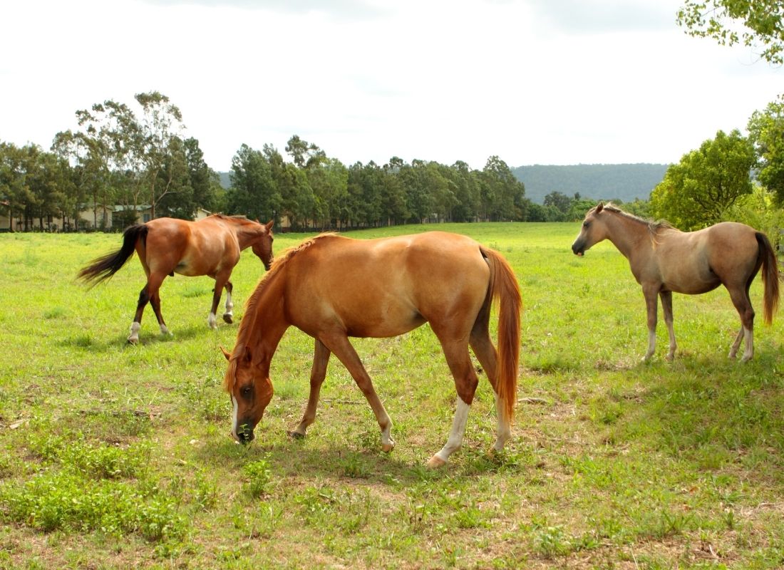 Horses in paddock