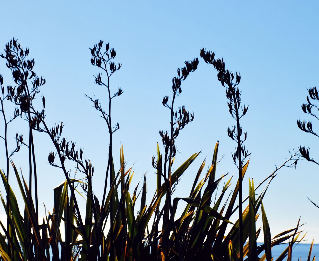 New Zealand flax