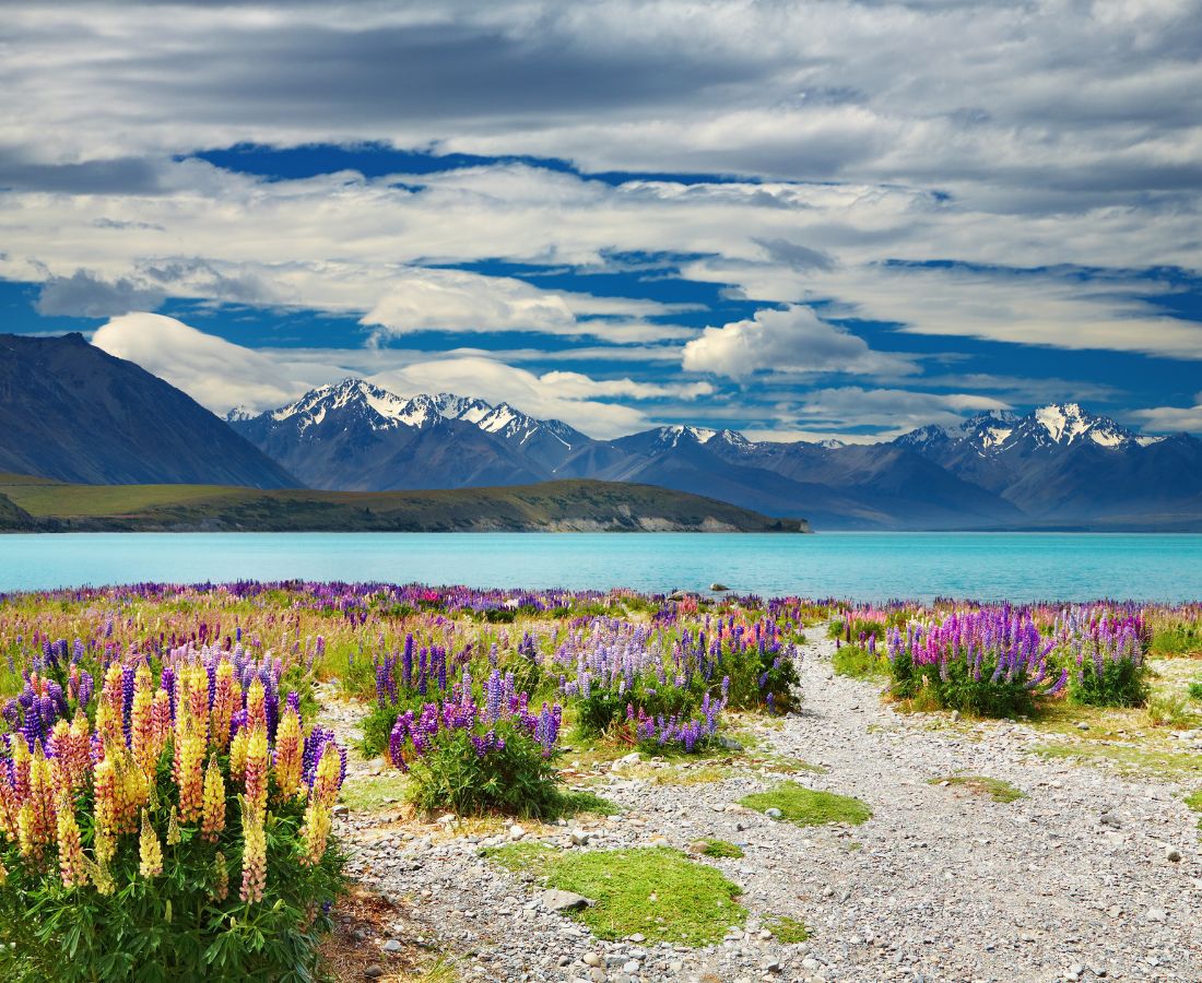 New Zealand Lupins