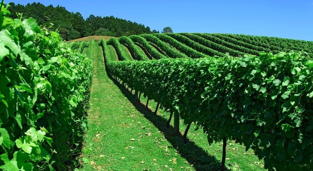 Grapes growing in New Zealand vineyard