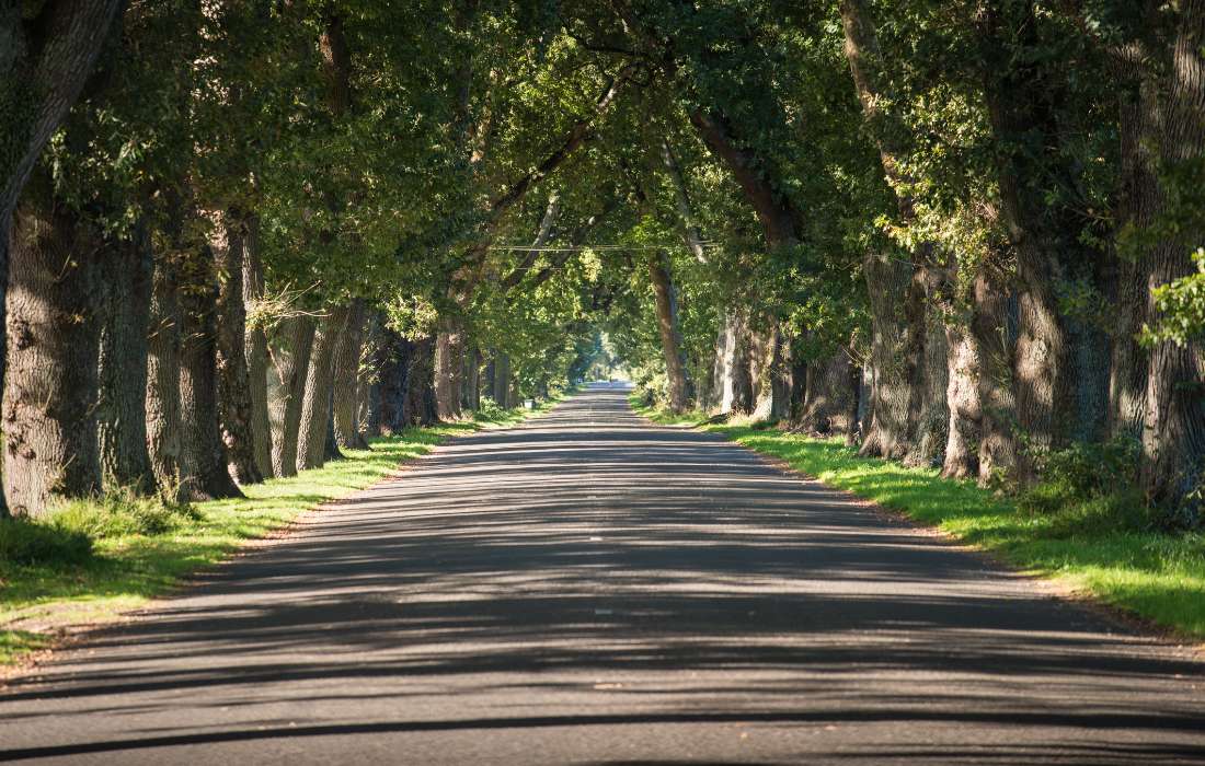Oak Avenue, Hastings, New Zealand