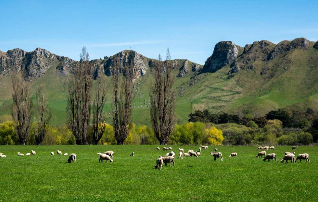 Rural sheep farm in Hastings NZ
