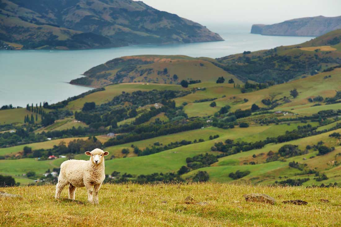 Sheep in New Zealand
