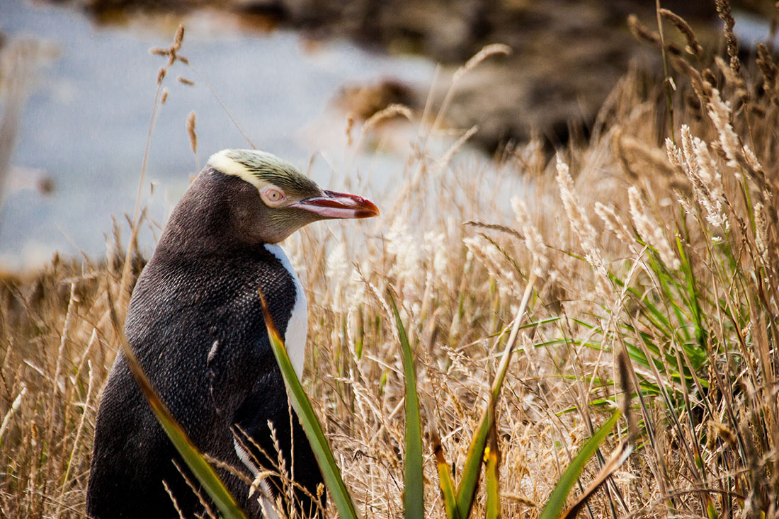 12 Awesome Animal Encounters in Auckland