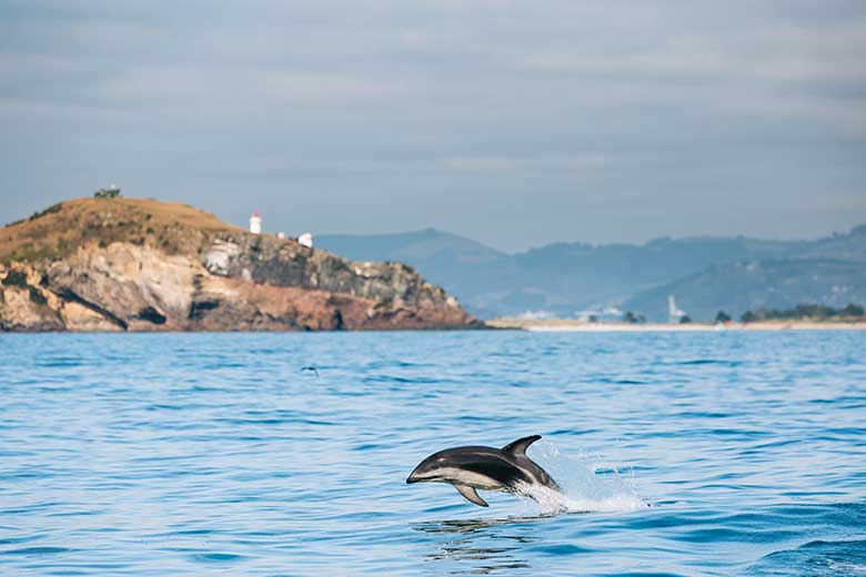 Dolphin at St Clair Beach Dunedin. Copyright: Chris Stephenson