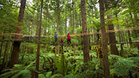 Stunning swing bridge amongst the towering Redwoods in Rotorua New Zealand