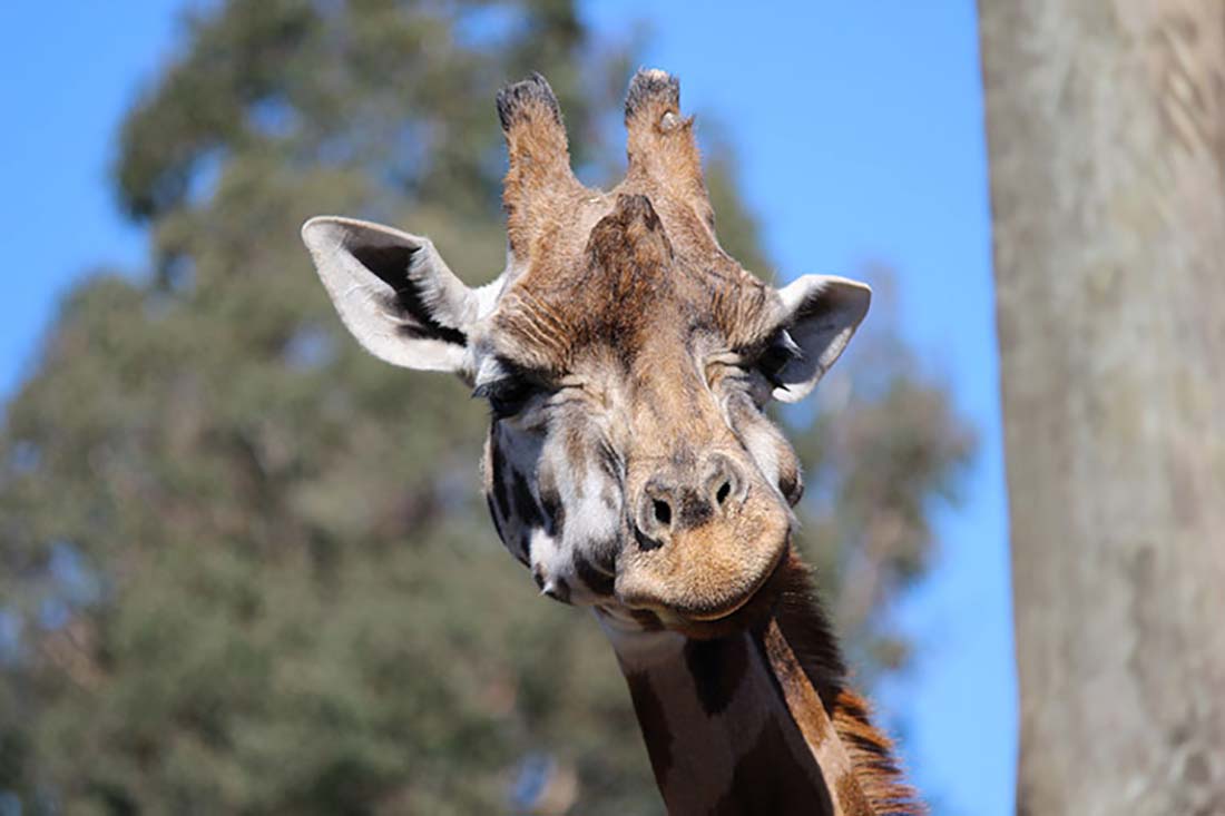 Giraffe at Orana Wildlife Park. Copyright: Hayes Photography