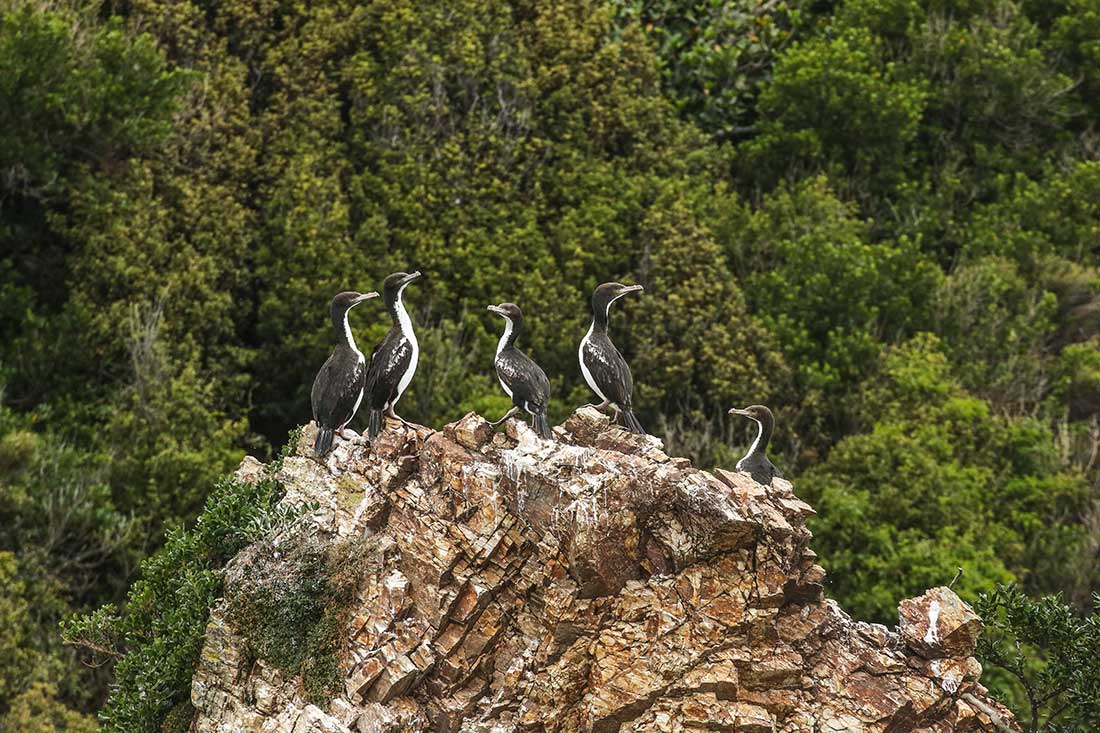 King shags / kawau pateketeke on D'Urville Island. Copyright: Driftwood Eco-Tours