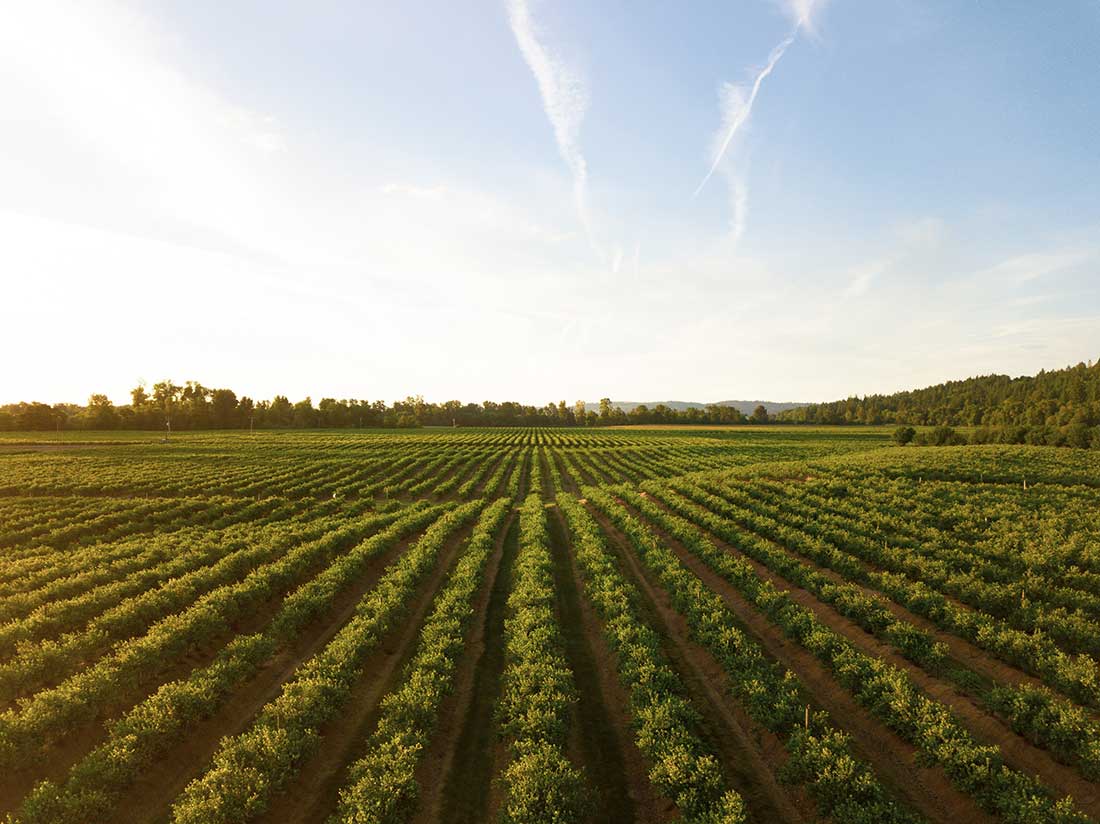 Vineyards in Marlborough