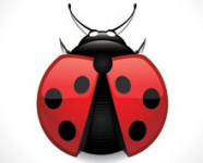 Ladybugs.co.nz