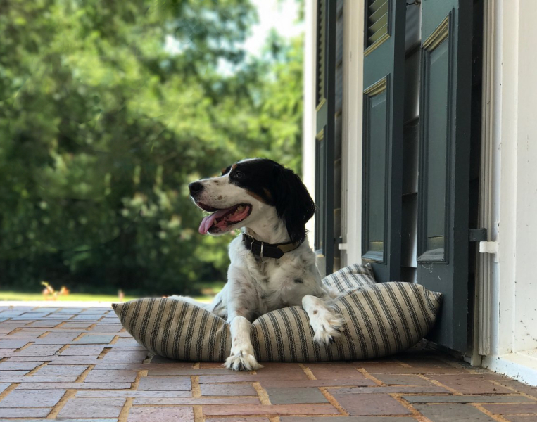 Charli & Coco Christchurch Pet Services & Supplies New Zealand