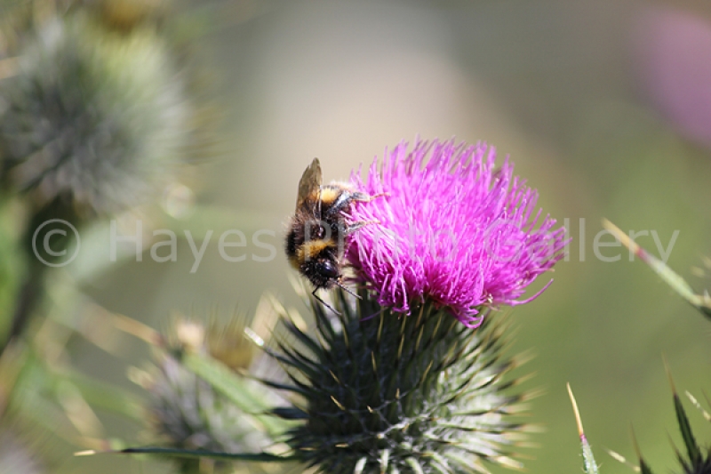 Hayes Photography